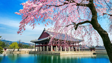 The Art of Blooming Your Mind — How to Experience Cherry Blossom Season in Seoul