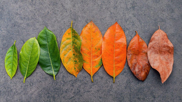 Aging After 40: Korean Medicine's Approach to Hormonal Shifts, Fatigue, and Anti-Aging