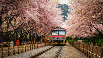 Hidden Gems in South Korea: Smaller Cities Worth Discovering by Train