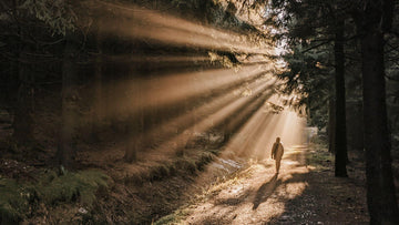 Can a Forest Actually Heal You? — 3 Healing Forests Near Seoul