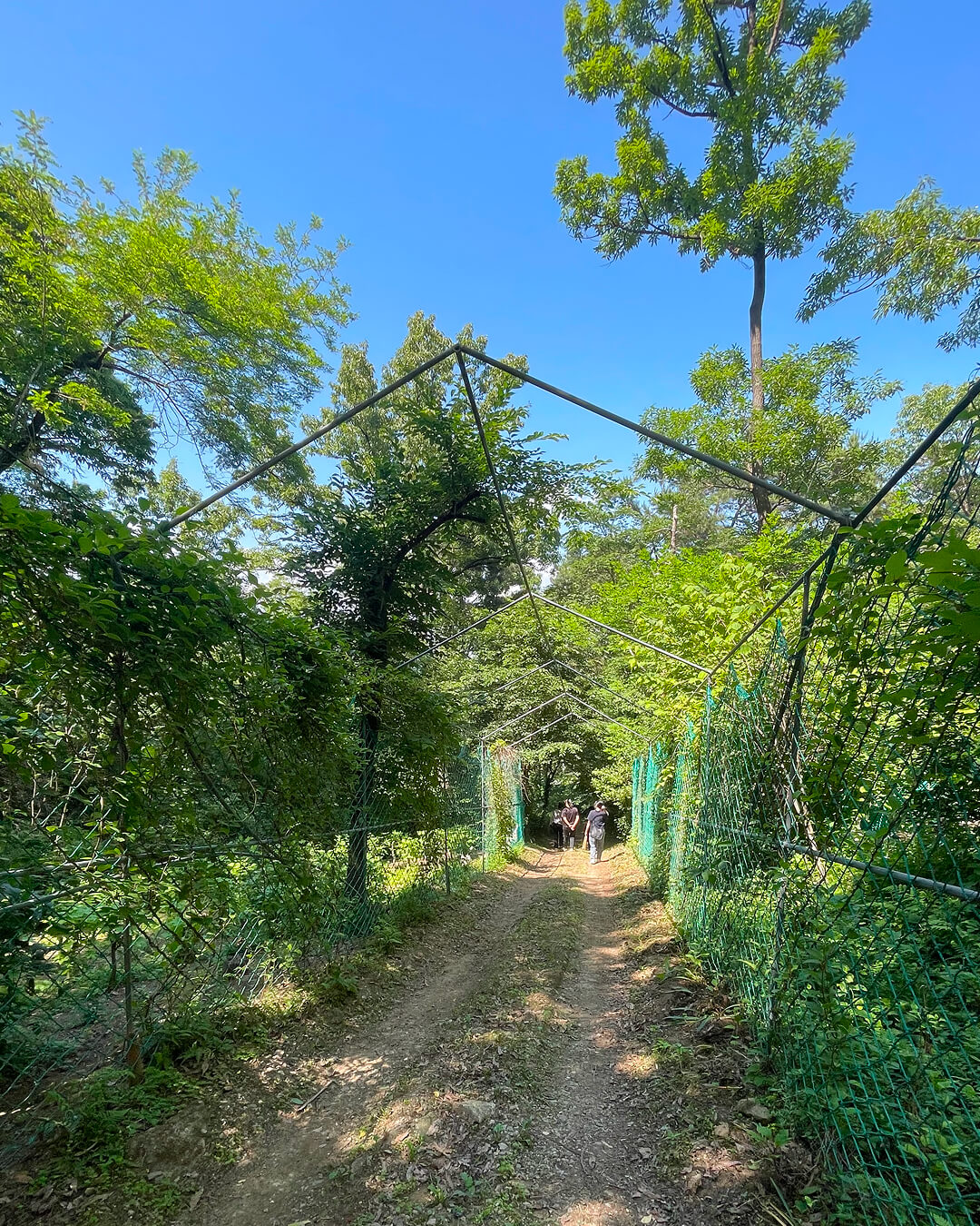 Susu Forest Meditation Journey – One Day Trip